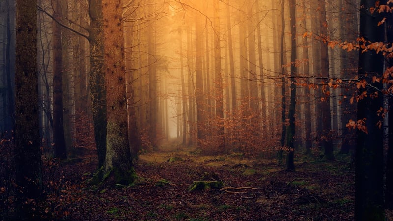 Whimsical Forest